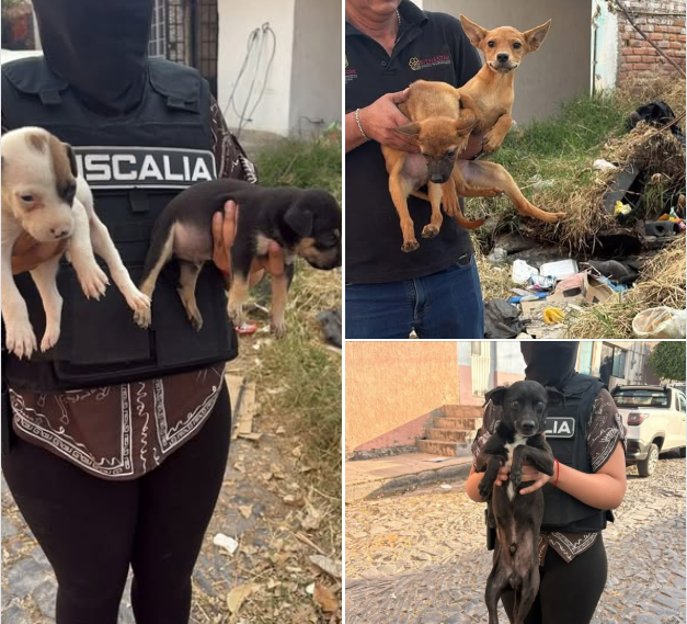 Cateo en Tlaquepaque destapa infierno animal: rescatan 21 lomitos maltratados